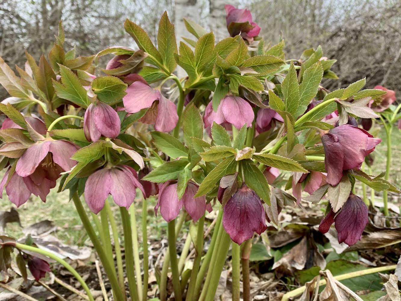 Helleborus sp.