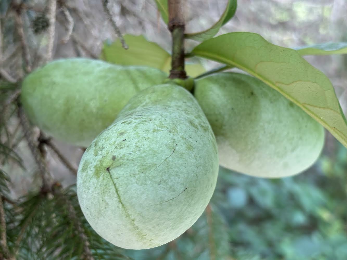 Pawpaw fruit