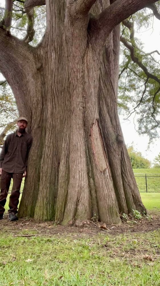 Taxodium distichum