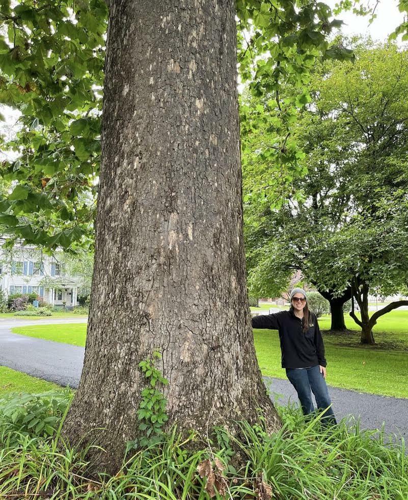 Platanus occidentalis
