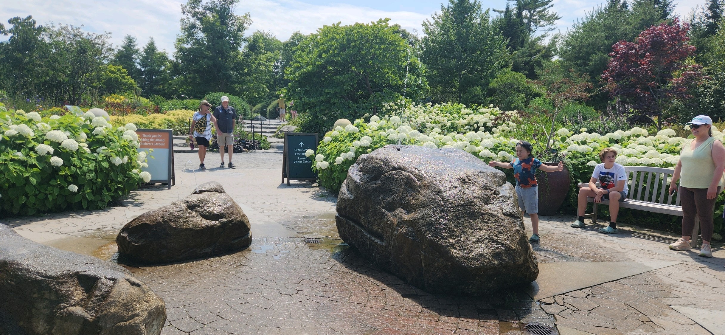 Hydrandeas blooming at the Coastal Maine Botanical Gardens