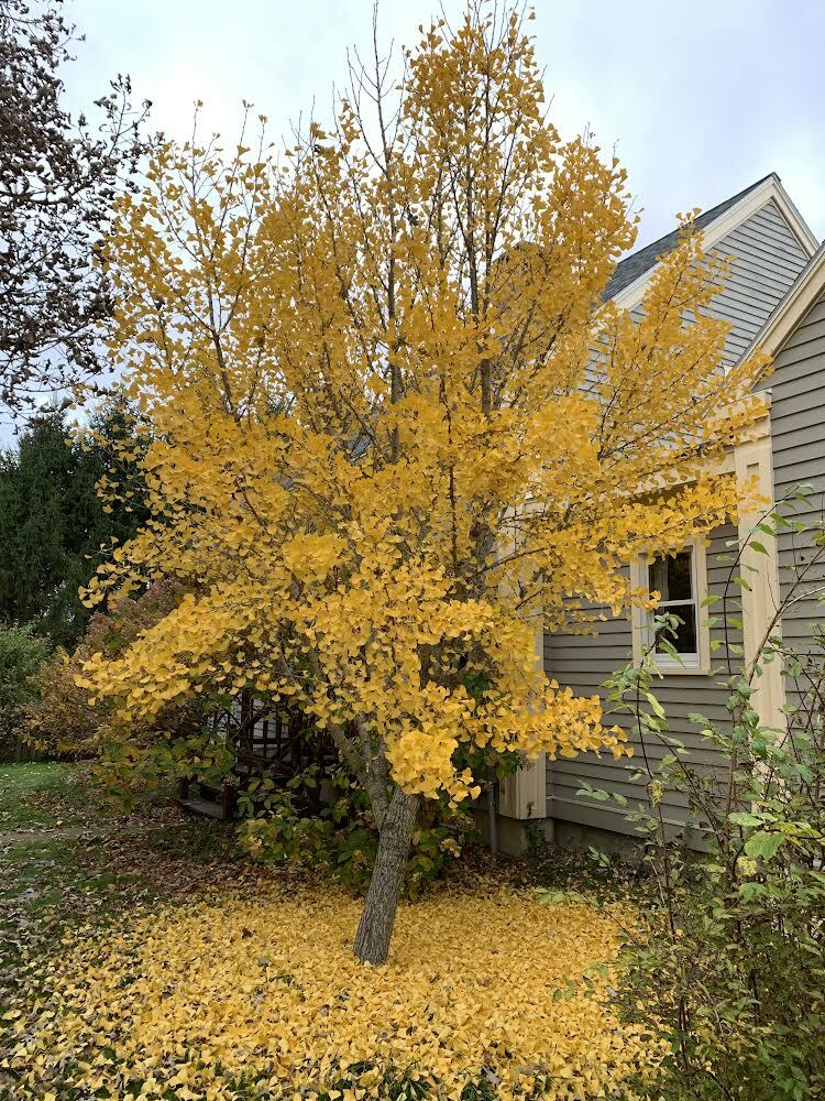 Ginko