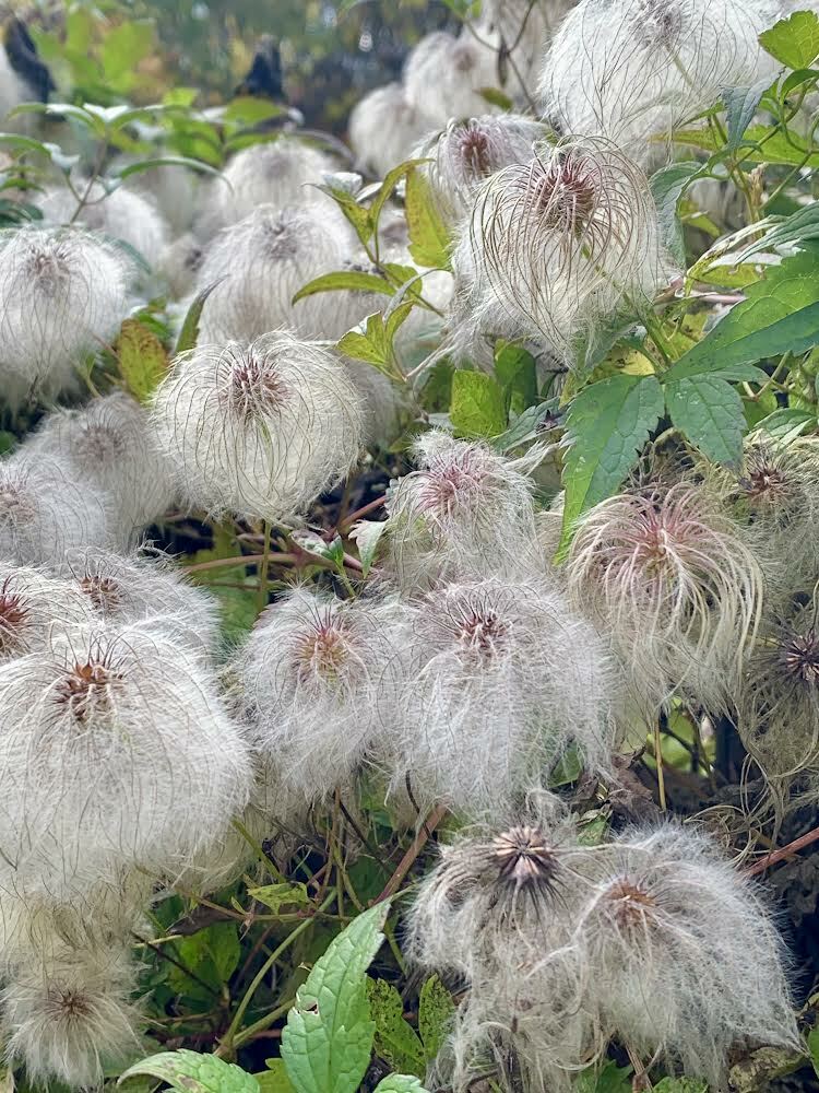 Clematis tangutica seed pods