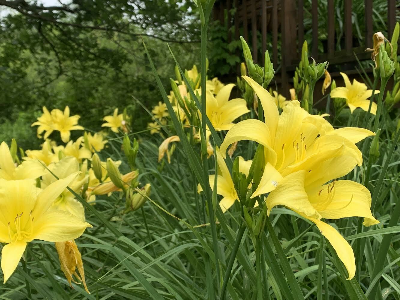 Hemoracallis 'Hyperion'