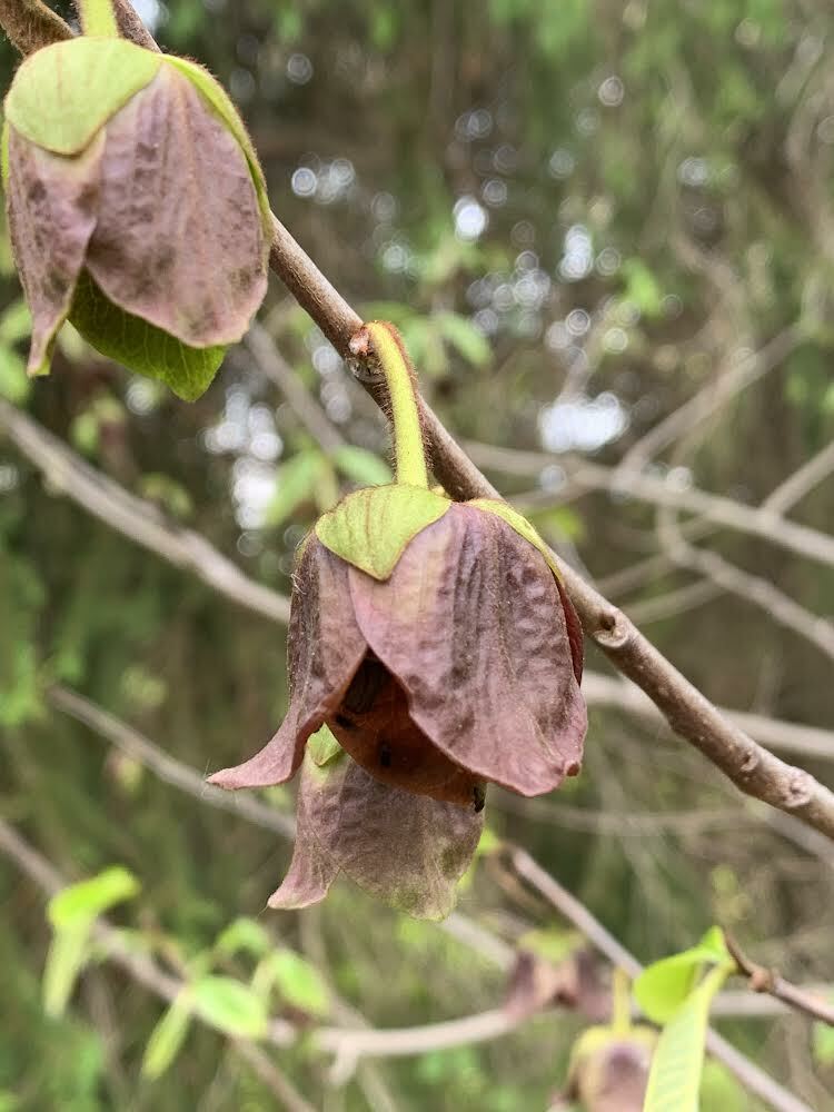 Pawpaw blooms