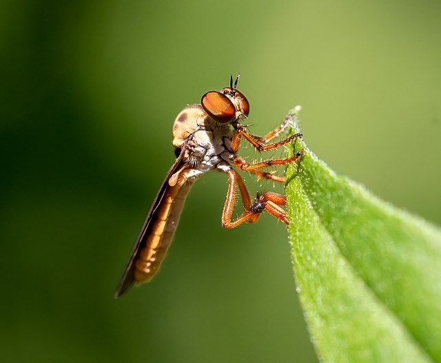 Gnat #2