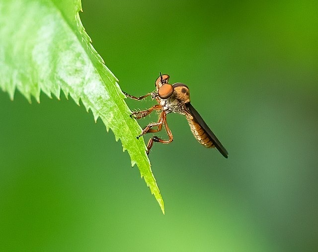 Gnat #1