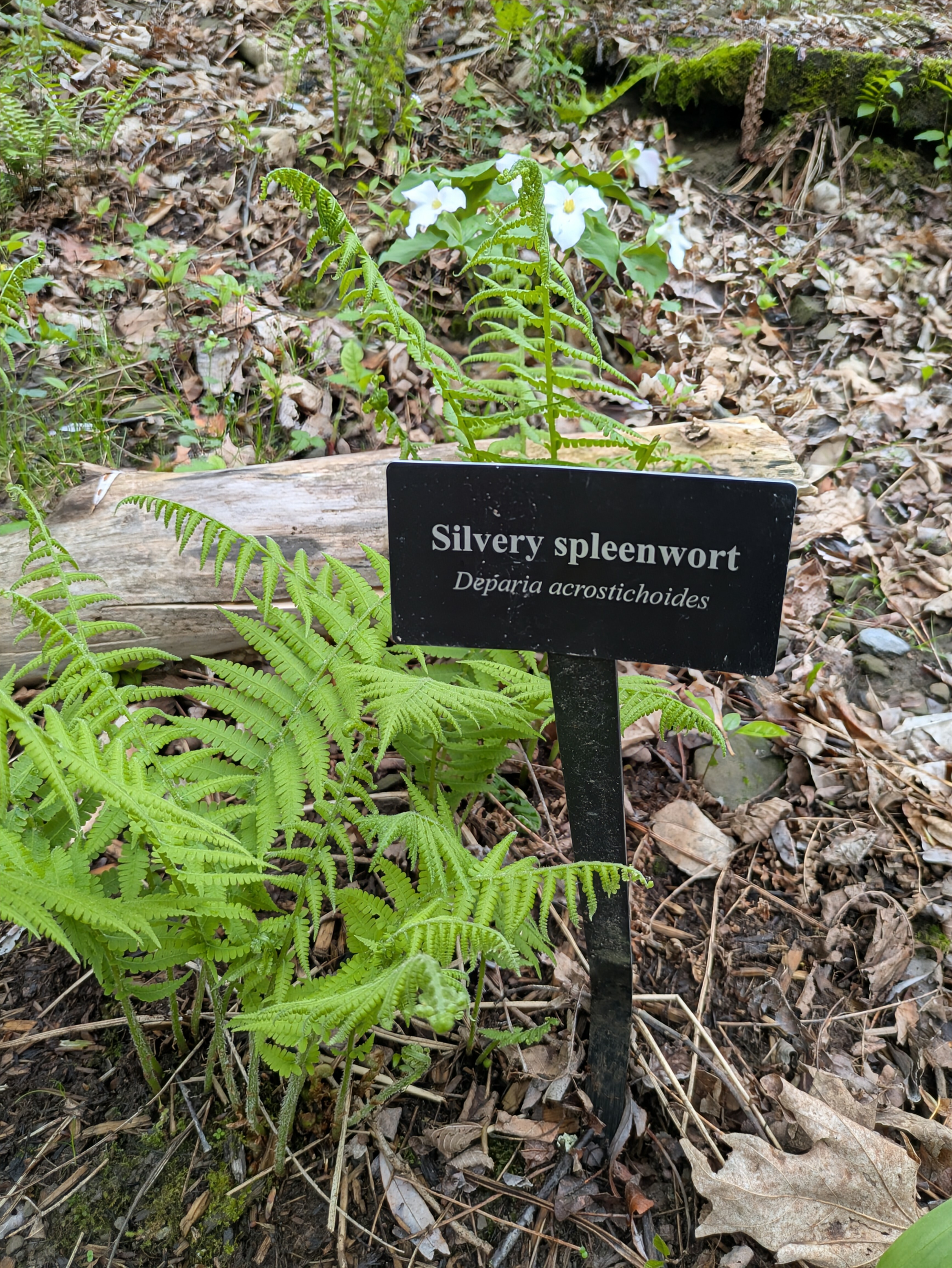 Silvery spiderwort