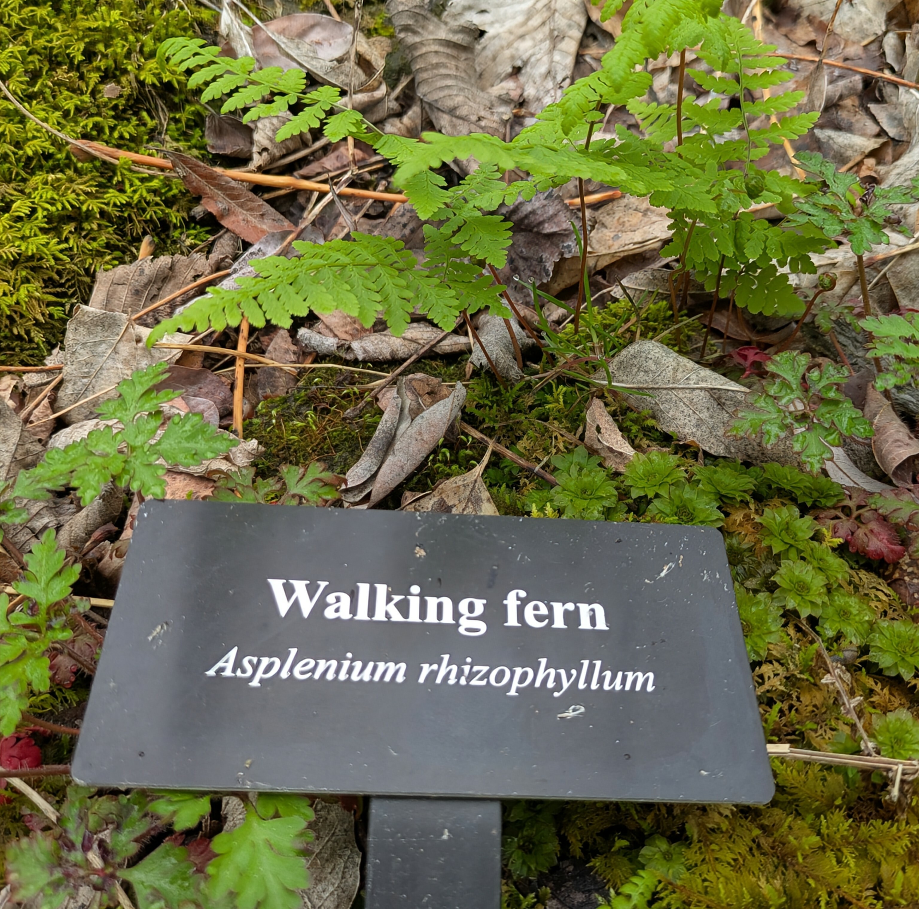 Walking fern