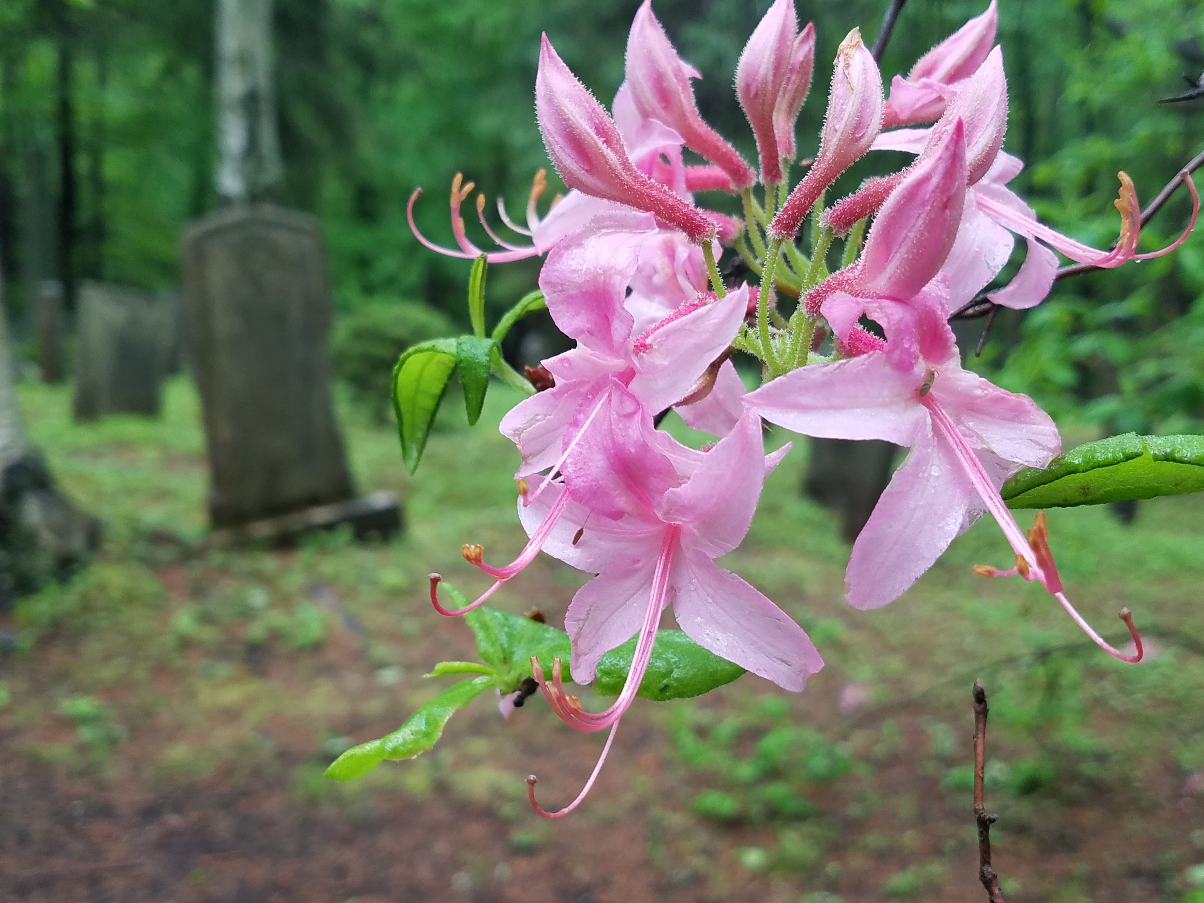 Rhododendron prinophyllum