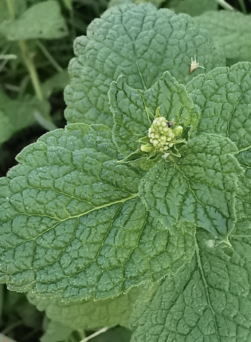Apple mint