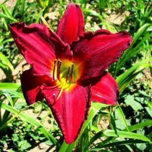 Daylily Chicago Brave