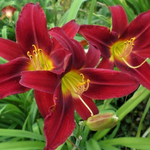 Daylily King of Hearts