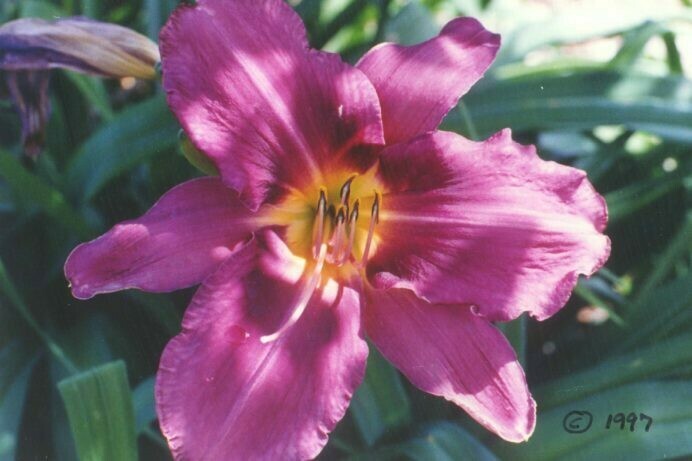 Daylily Russian Rapsody