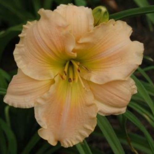 Daylily beloved country