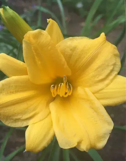Daylily cartwhheels