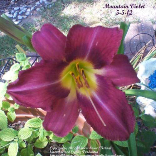 Daylily Mountain Violet