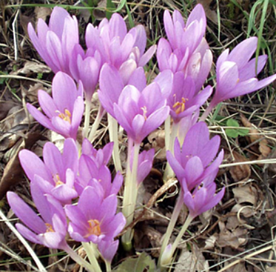 Colchicum autumnale, 'Autum Crocus'