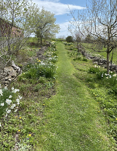 Daffodils blooming in the Van Loveland Garden