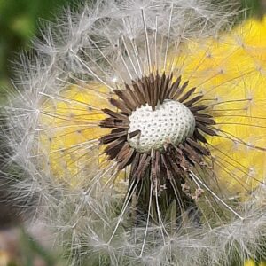 Dandelion seeds