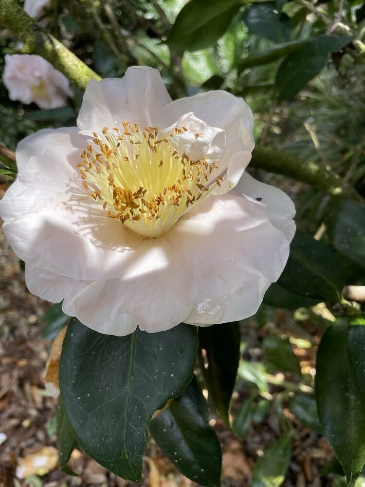 Southern Camelia