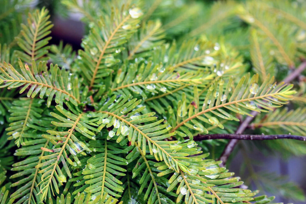 Metasequoia glyptostroboides