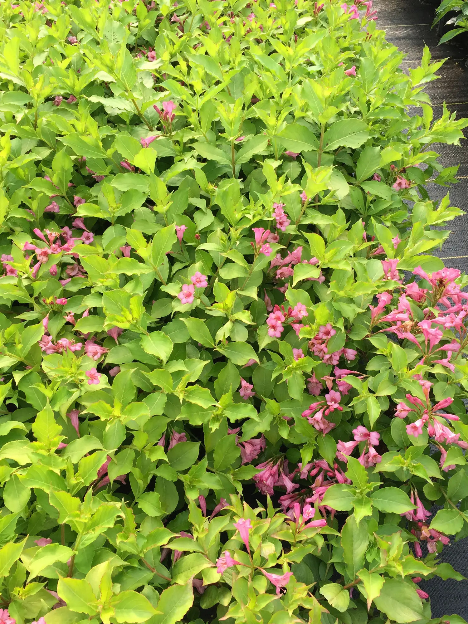Deer resistant shrub