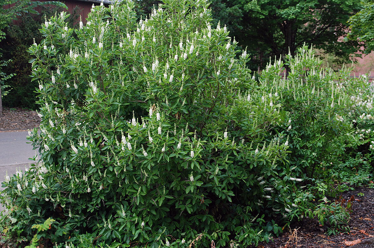 Clethra alnifolia
