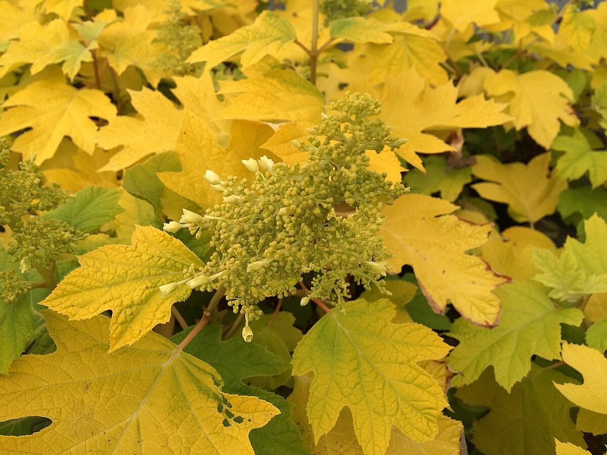 Hydrangea quercifolia, ‘Little Honey’