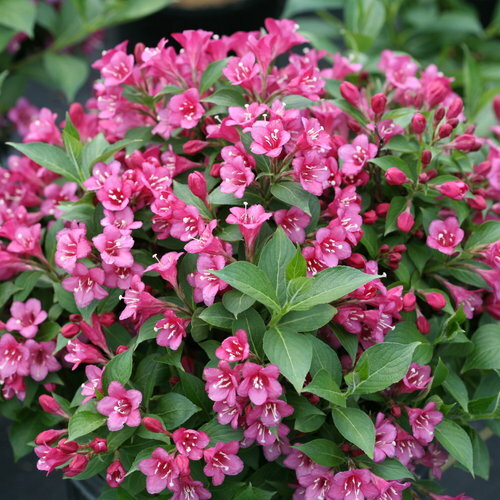 Weigela florida