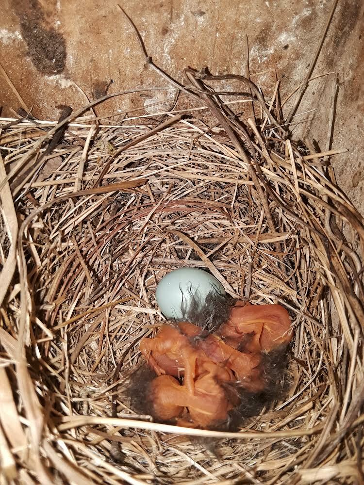 Newly hatched Eastern bluebirds in box WT6E