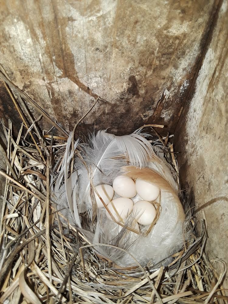 Six tree swallow eggs in box WPT4W