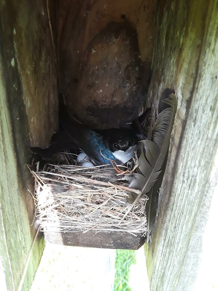 Tree Swallow on nest, WPT2W