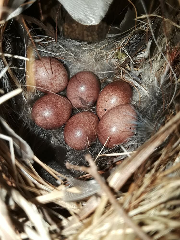 House wren eggs in box FLT5W