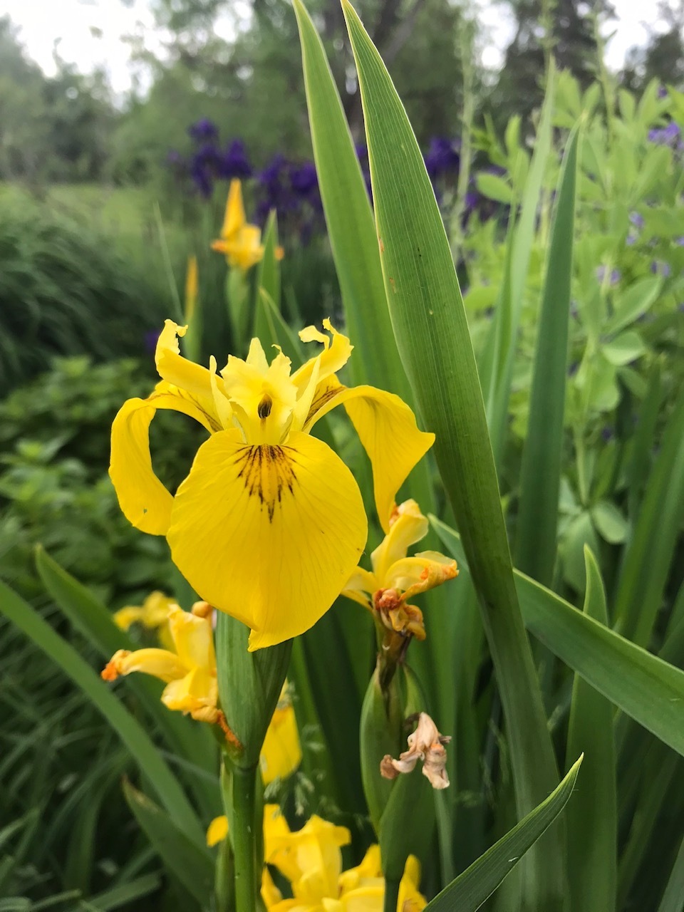 Iris 1