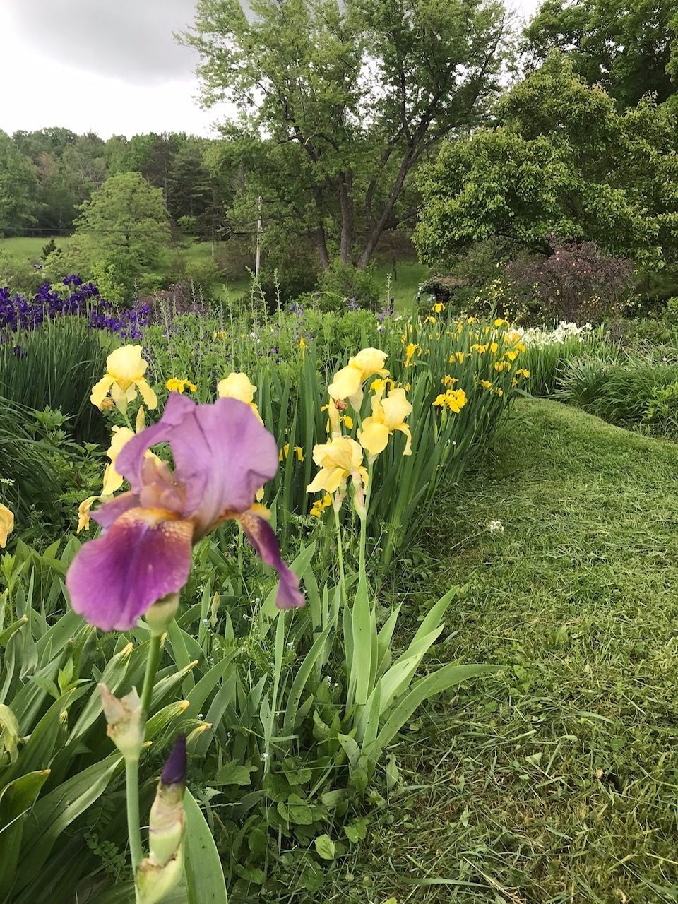 Iris 2