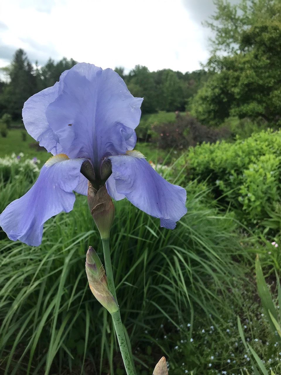 Iris 3