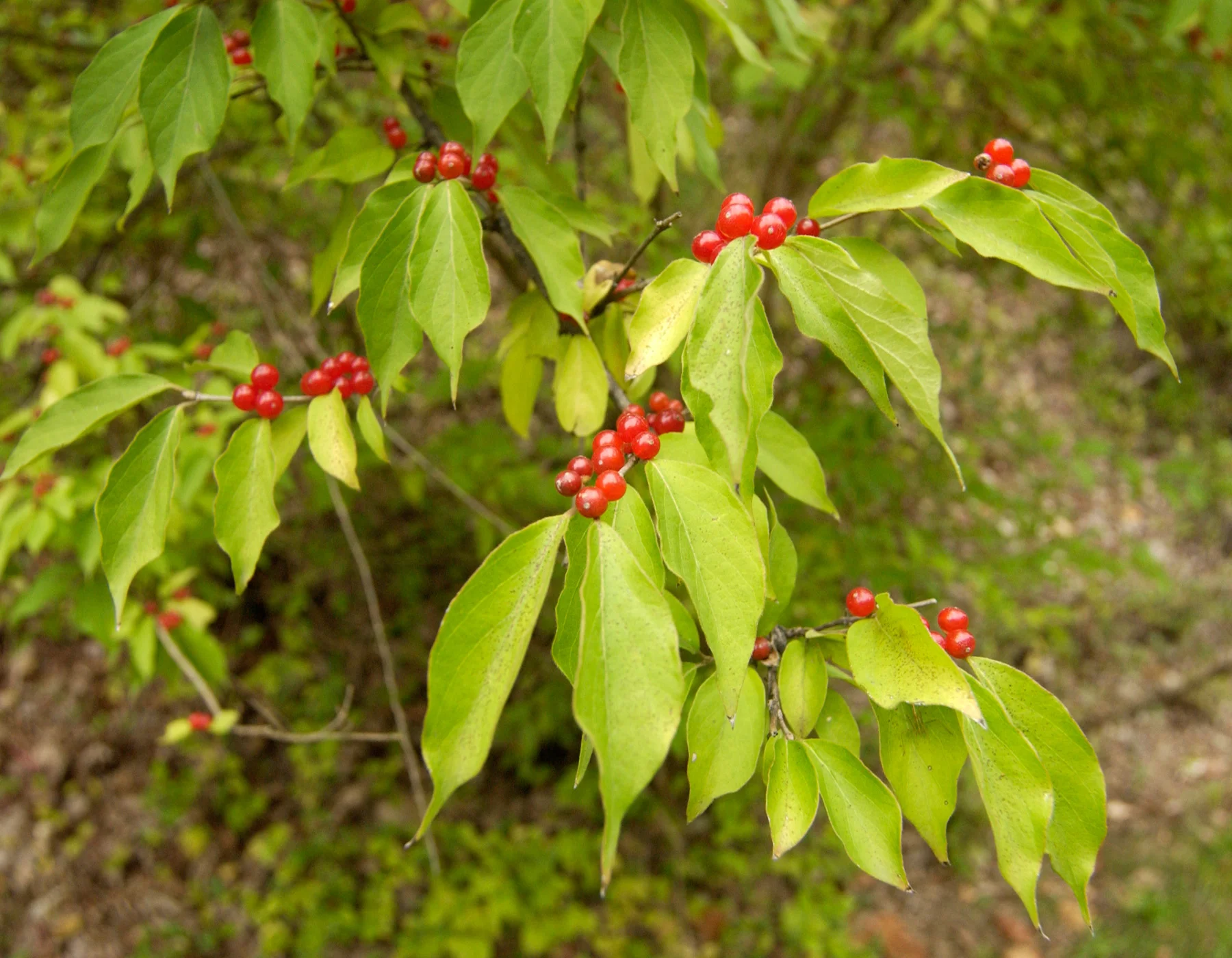 Shrub honeysuckle