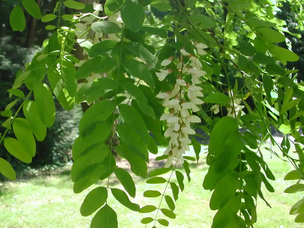 Black locust