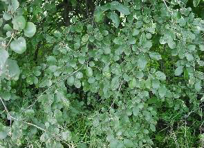 Common Buckthorn