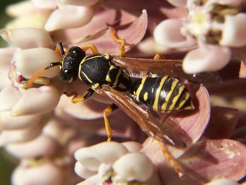 European paper wasp