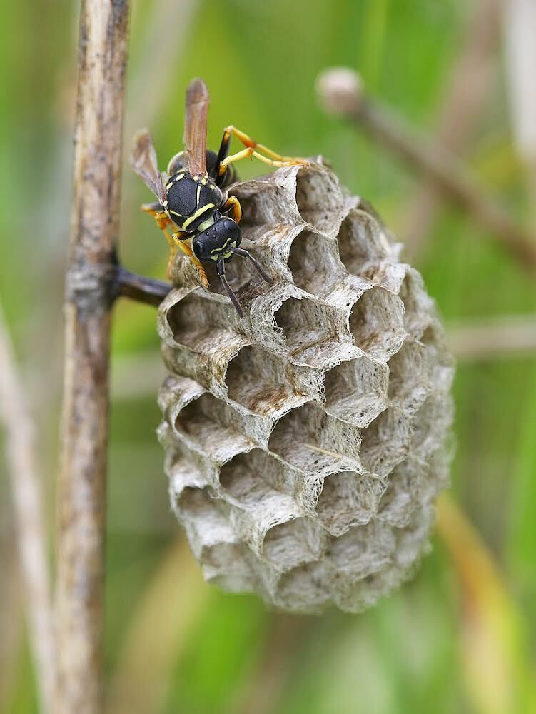 Paper wasp nest