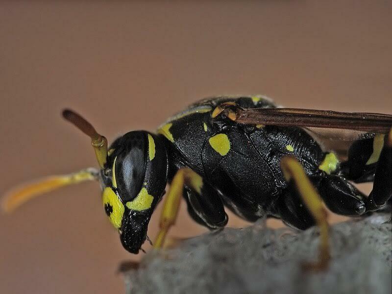 European paper wasp