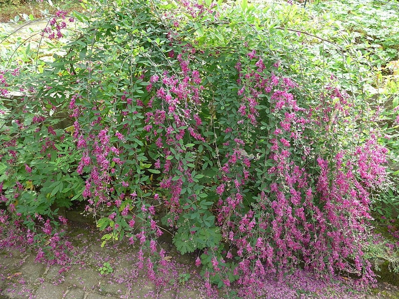 Lespedeza thunbergii (bush clover)
