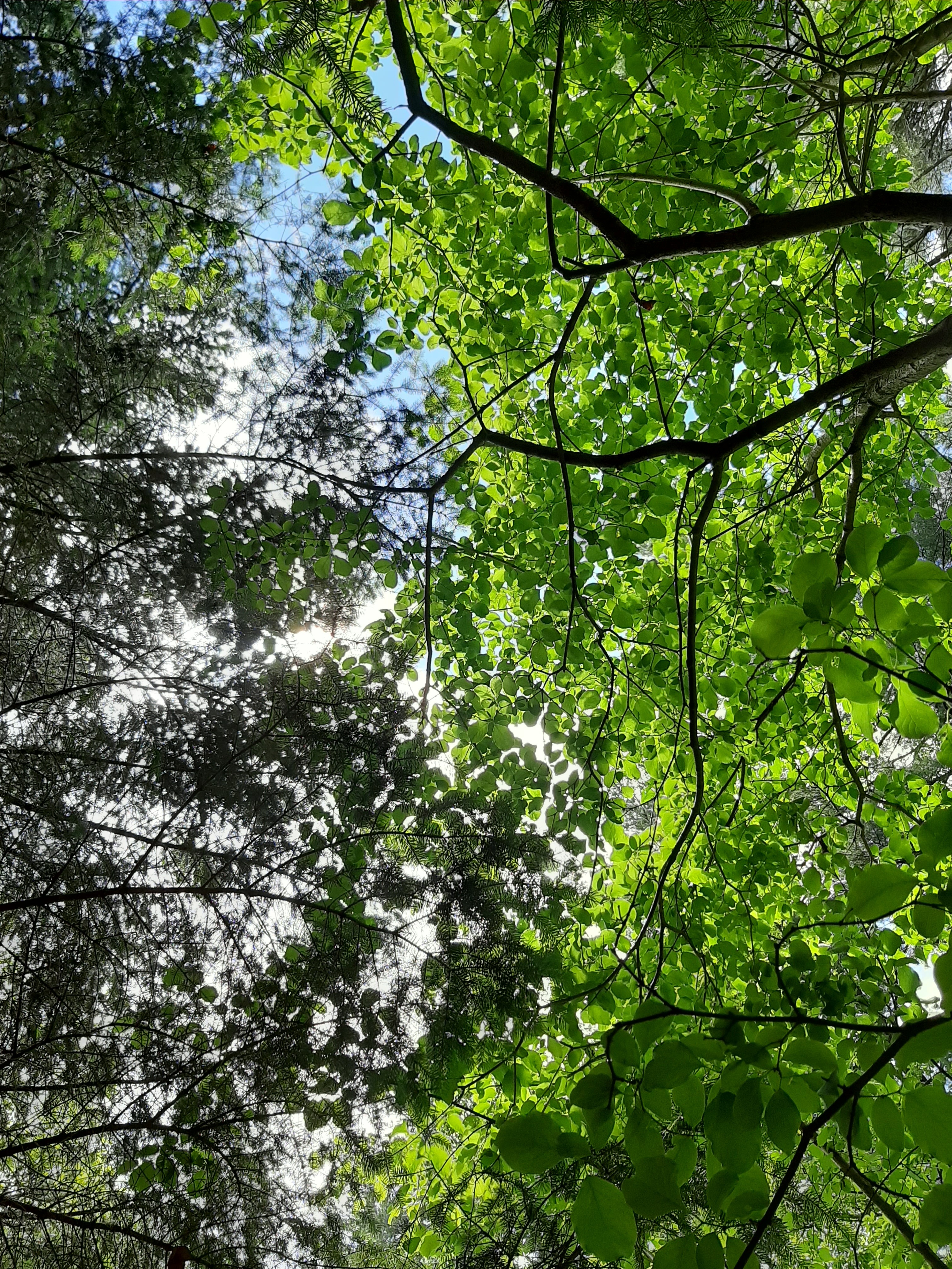 Tree canopy