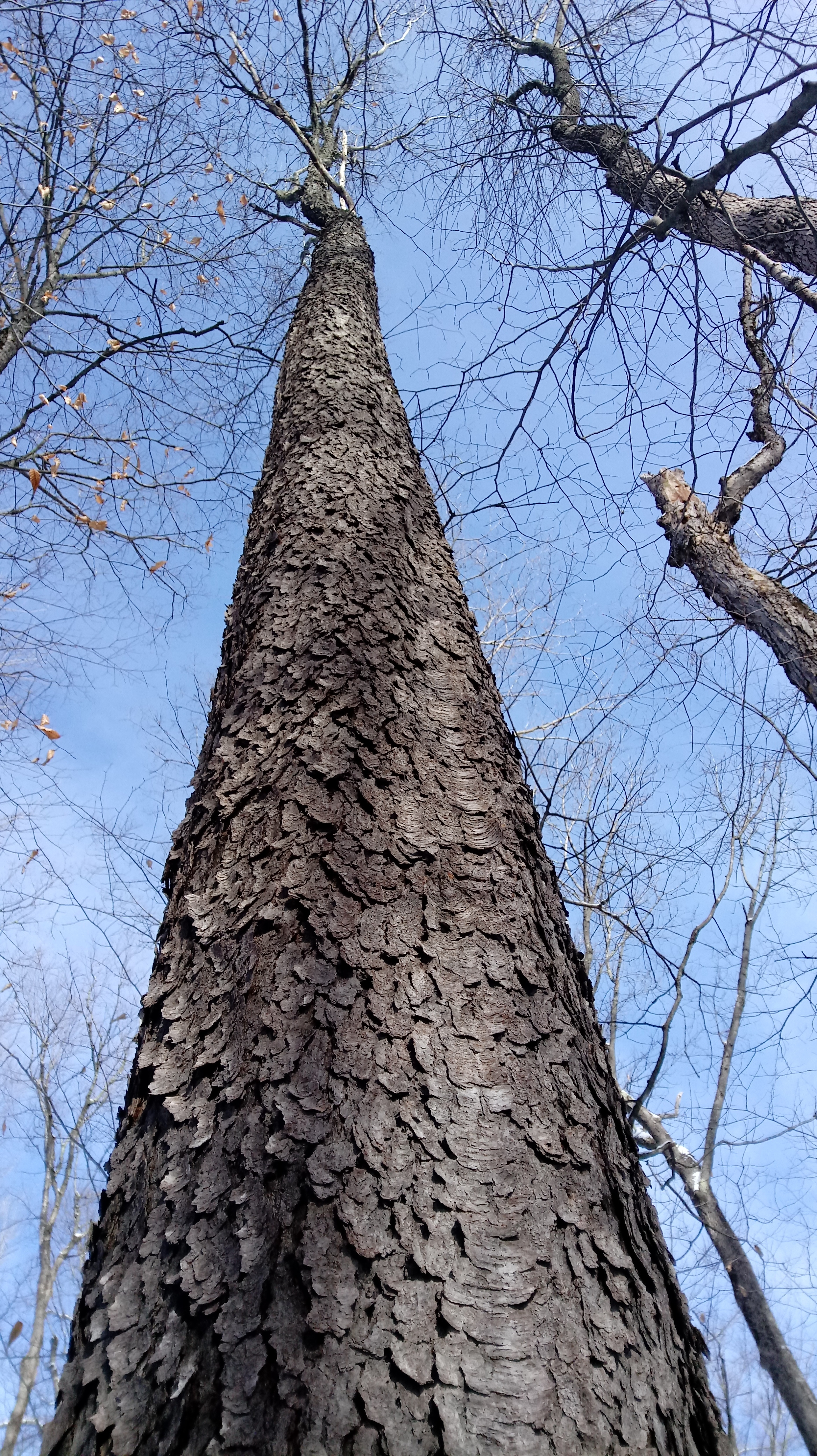 Wild black cherry