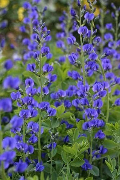 Baptisia australis