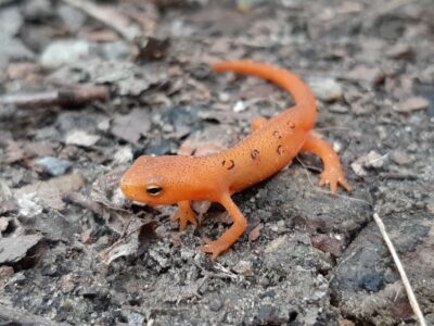 Newt