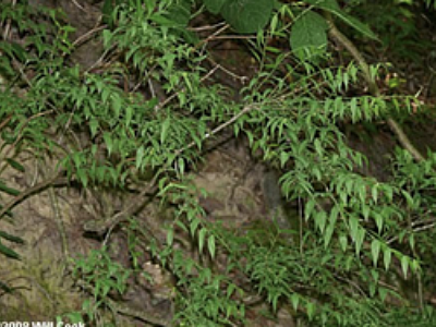 Buckleya distichophylla,'Pirate Bush'