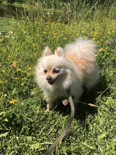 Lil’ P enjoying Willow Pond on a previous trip to Landis Arboretum